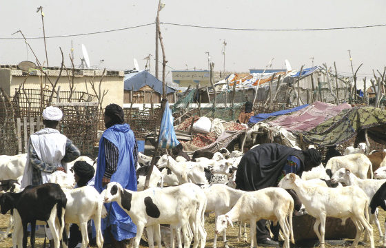 Tabaski 2020-Samba Ndiobène Kâ rassure sur l’approvisionnement correct en moutons