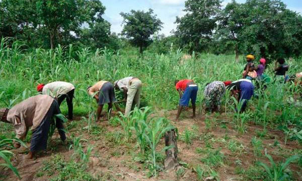 CHRONIQUE « Les échos de l’éco » I Le vieux malentendu avec le monde rural Par Malick CISS