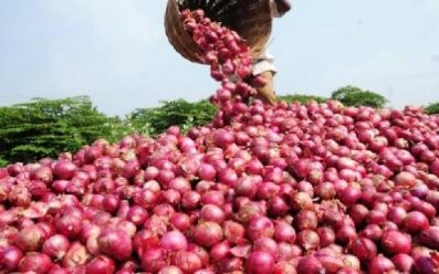 TABASKI-APPROVISIONNEMENT EN OIGNON : LES ASSURANCES DES PRODUCTEURS DE POTOU