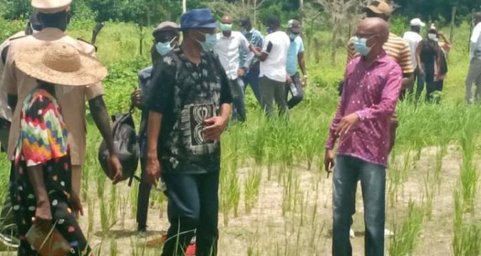 UNE PRODUCTION AGRICOLE RECORD ATTENDUE EN CASAMANCE (MINISTRE)