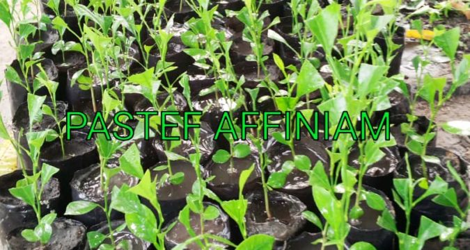 PASTEF-AFFINIAM S’ENGAGE DANS LE VAP-PREMIERE PHASE DE 5000 PIEDS DE MANGUIERS ET 1000 AGRUMES
