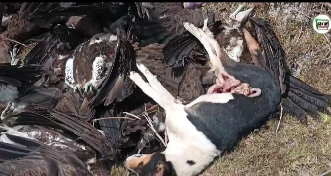 Oussouye : hécatombe animale dans les rizières d’Edioungou