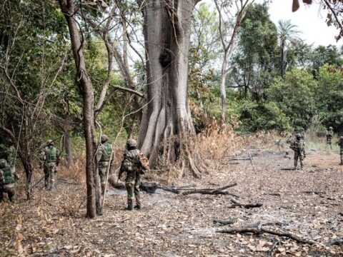 Ziguinchor : plus de 80 billons de teck saisis par l’armée