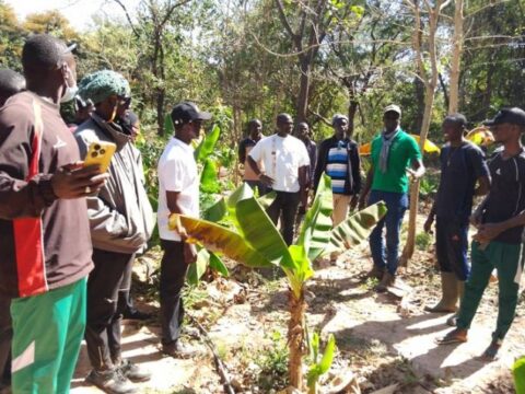Transition agroécologique en Casamance : Bignona et Oussouye, laboratoires vivants d’une agriculture durable